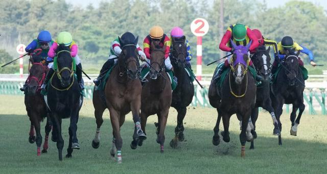 【新潟大賞典】2年ぶり出走のシュガークンは見せ場つくるも最下位　武豊「ブランクの分だけ最後は…」