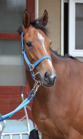 【オークス】ミツカネベネラ　逆襲態勢整った　鈴木伸師「落ち着きあって馬体もいい」