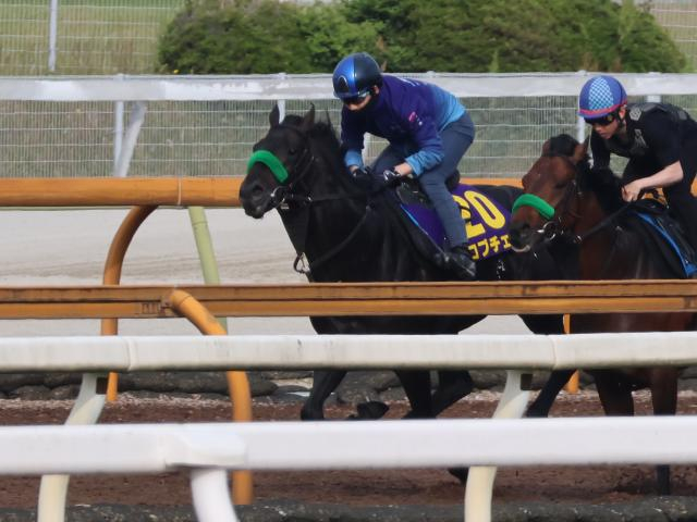 ロブチェン、日本ダービー1週前追い切り速報/栗東トレセンニュース
