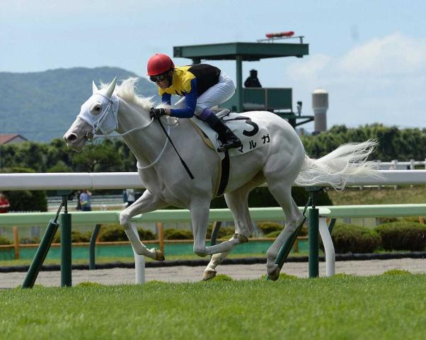 ソダシ半妹の白毛マルガ　疾病で天国へ旅立つ　須貝師「思い入れも強かった馬ですから、本当に悲しい」