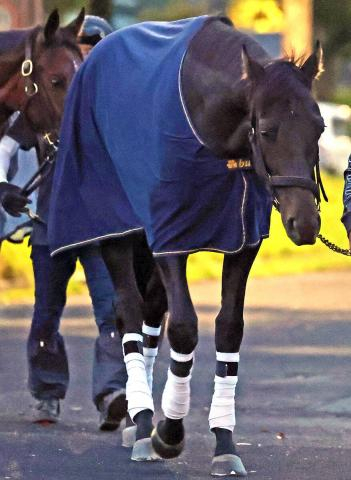 【目黒記念・山下の特注馬】G1馬の母を持つミラージュナイトが重賞初Vを決める