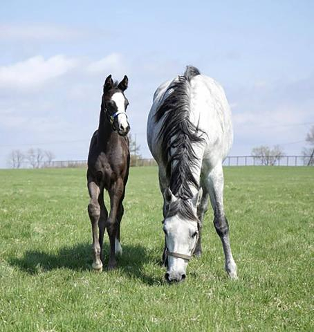 クロノジェネシスが4番子となる牡馬を出産　父はキタサンブラック　「弾むようなフットワークには力強さがあり…」