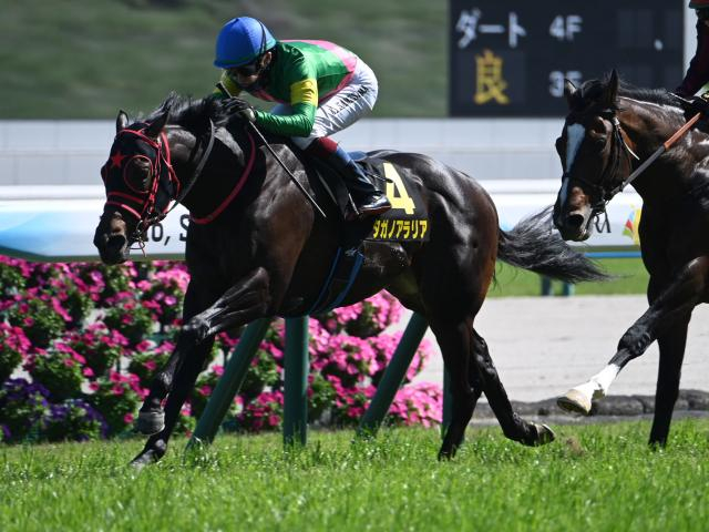 【葵S予想オッズ】タガノアラリアが予想1番人気