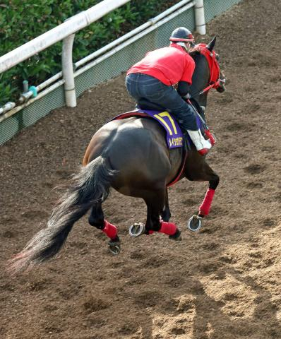 【G1トク捜リレー】メイショウハチコウの前走は中身の濃い内容　父ロジャーバローズ同様に波乱を呼ぶか　理貴記者が注目