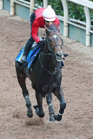 【目黒記念】重賞初V狙うダノンシーマは坂路で軽快　陣営「トップハンデを背負う立場となりますが…」