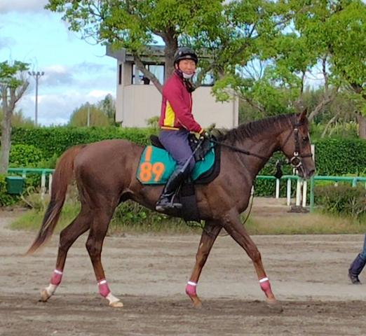 【POG】新種牡馬エフフォーリア産駒のベルウッドディープが6・6東京デビューへ　室井調教師「水準以上の動き」