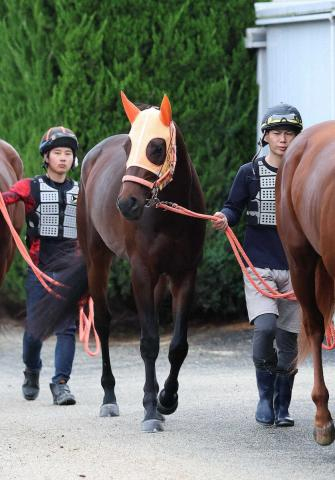 【ダービー】(6)コンジェスタス　出来は前走以上　吉田助手「無駄なところがなくなった」
