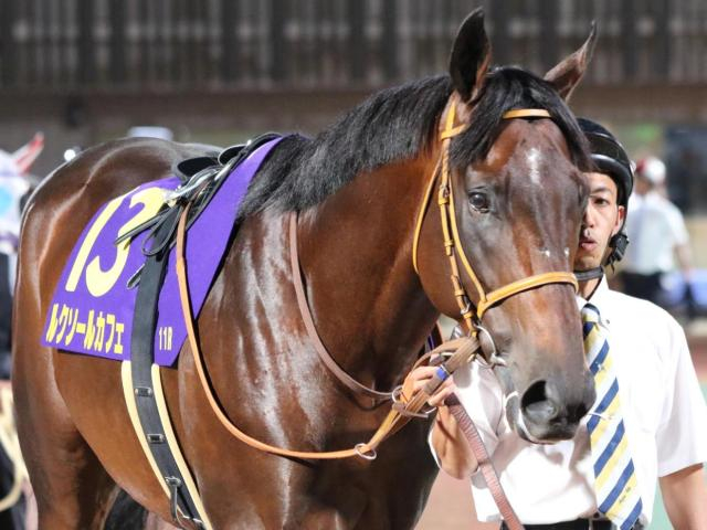 【安田記念】史上2頭目の初芝でのJRA・GI勝ちへ ルクソールカフェが意欲の参戦だ