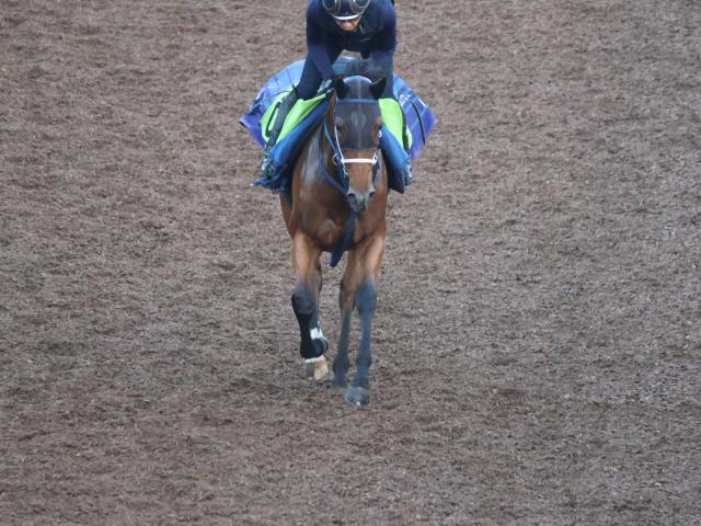 西の新馬戦は阪神芝1600mからスタート 好素材のジーティーサクラが登場/関西馬メイクデビュー情報