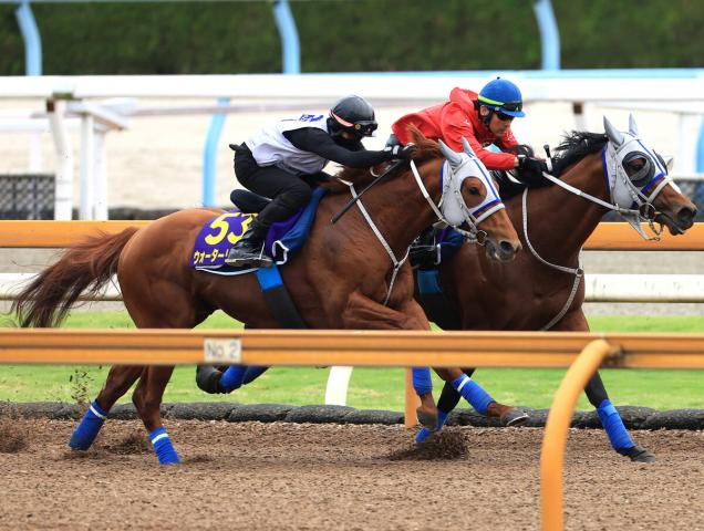 【安田記念】メイショウタバルと併せた1週前追い切りで目覚めたウォーターリヒト　陣営「もっとやれる馬」