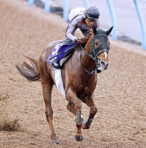 【安田記念】シャンパンカラーは1週前に田中剛調教師が騎乗しラスト10秒8　23年NHKマイルC以来の勝利へ