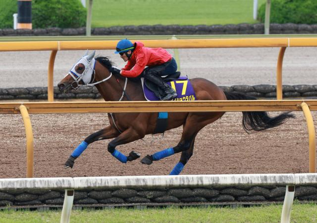 【宝塚記念・1週前】「あとはスーパースターに任すだけ」メイショウタバルは力強い伸び脚　石橋調教師は武豊騎手に期待