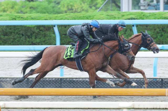 【POG】7日阪神デビューのシスキンブルームは約2か月の乗り込みで上昇気配　斉藤崇調教師「能力はありそう」