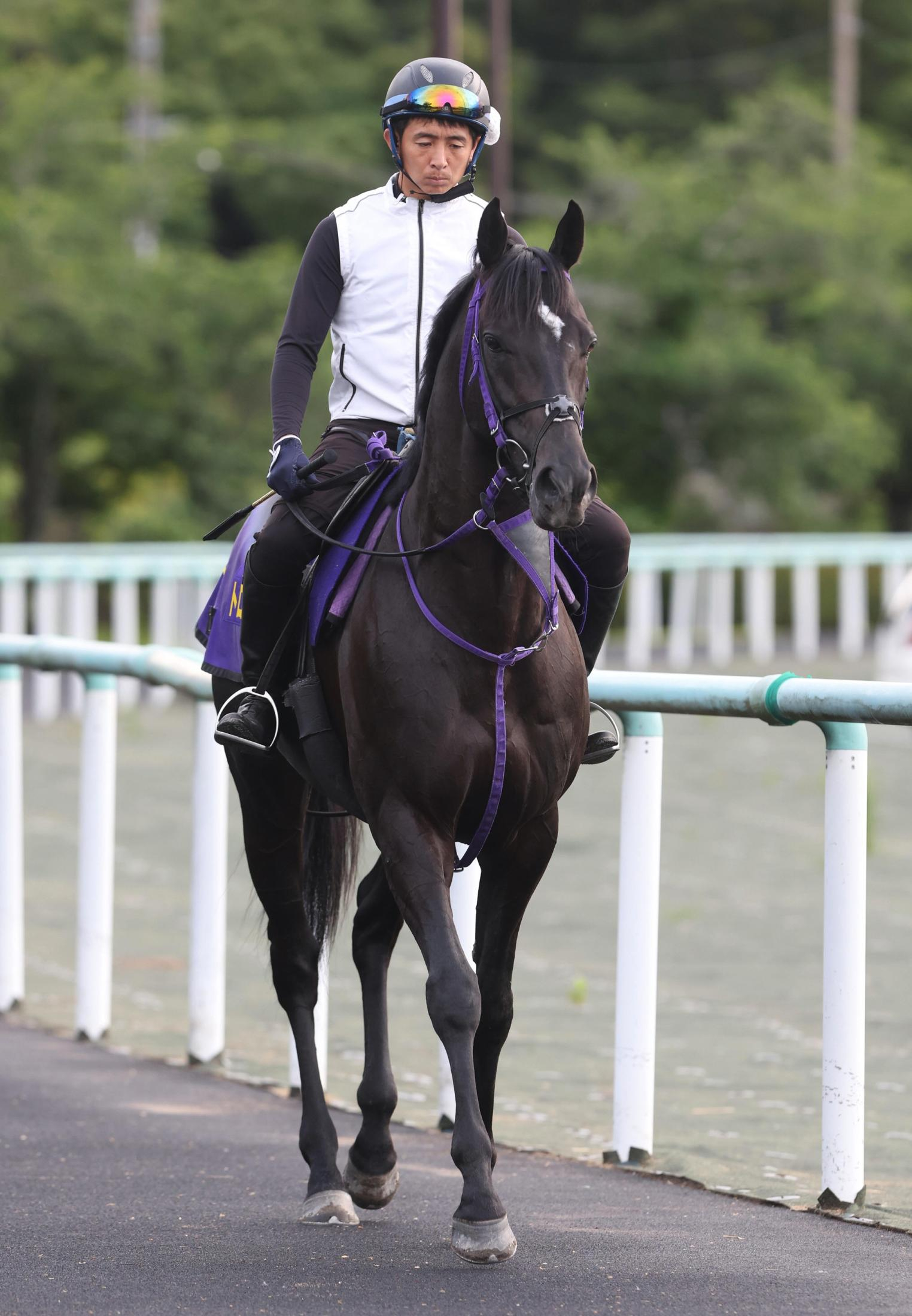 【安田記念】トロヴァトーレ　大外８枠１７番も歓迎　鹿戸師「自分のリズムで走れる」