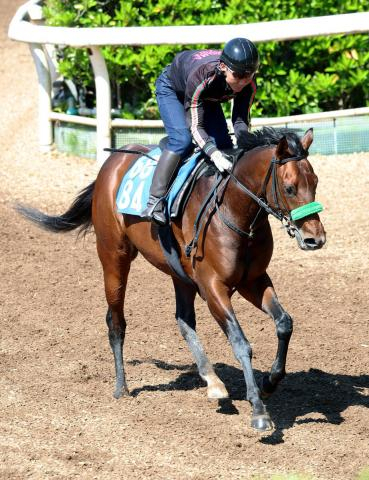 【三宮S・松ケ下の特注馬】驚異の連対率100%継続中!グランドプラージュがここも不動の軸か