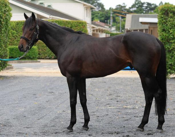【宝塚記念】ミュージアムマイル　光馬体　トウショウボーイ以来49年ぶり年明け初戦Vできる輝き