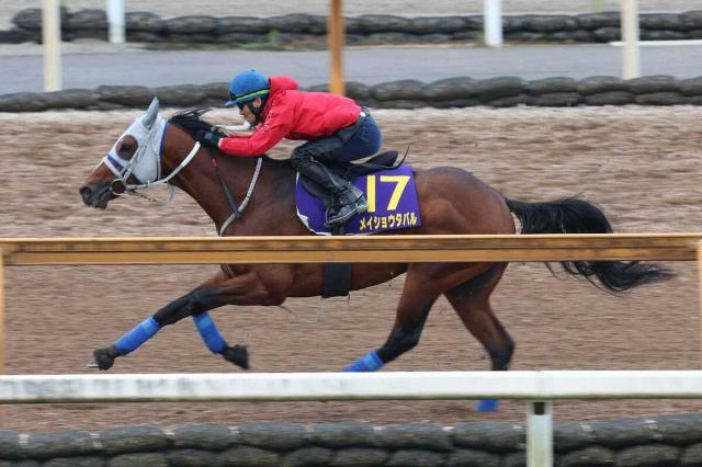 【宝塚記念】メイショウタバル　連覇へ落ち着き十分　父譲りの負けん気の強さで距離の壁を克服