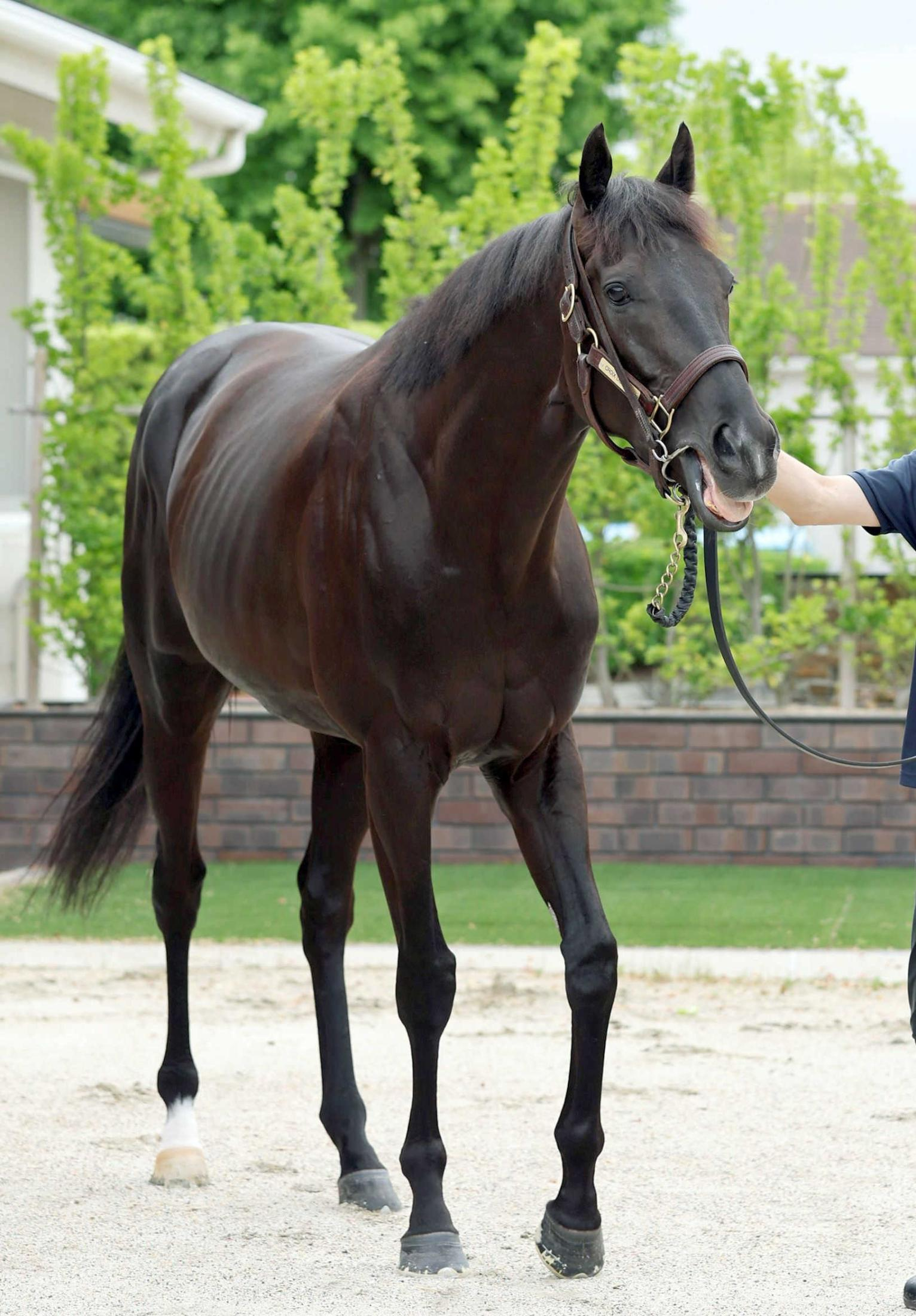 【宝塚記念】クロワデュノール　“春の古馬３冠”なるか　父・キタサンブラックが届かなかった快挙へ　ファン投票歴代最多得票