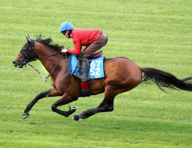 【函館スプリントS】エーティーマクフィは馬なりのまま単走でスムーズな加速　富田暁騎手「今日もいい動きでした」