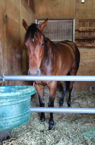 【POG】近親にマジックサンズなど活躍馬が多数　ショウナンカノアが13日函館でデビュー　陣営「大人っぽい一面も」