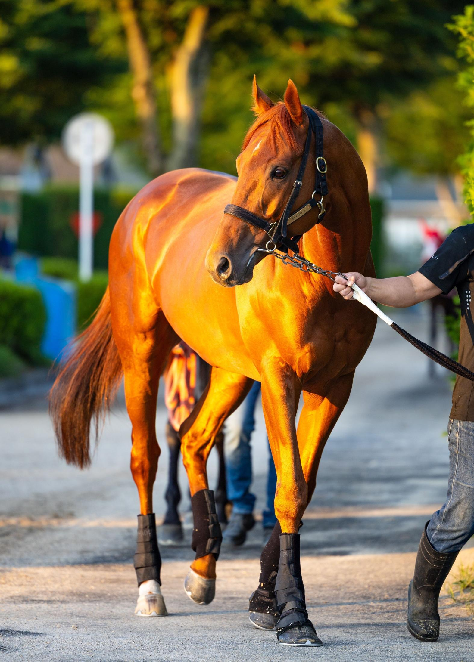 【宝塚記念】ダノンデサイルは１枠１番　安田師「スムーズな競馬を組み立てられるように、ジョッキーと相談していきます」