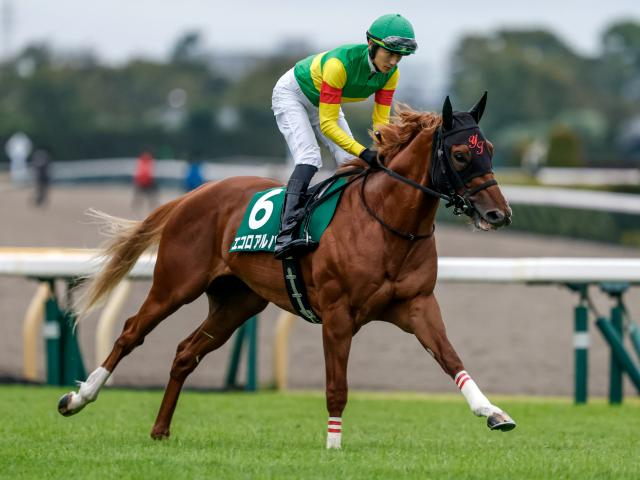 【しらさぎS見どころ】古馬との混合でも力は互角以上のエコロアルバ