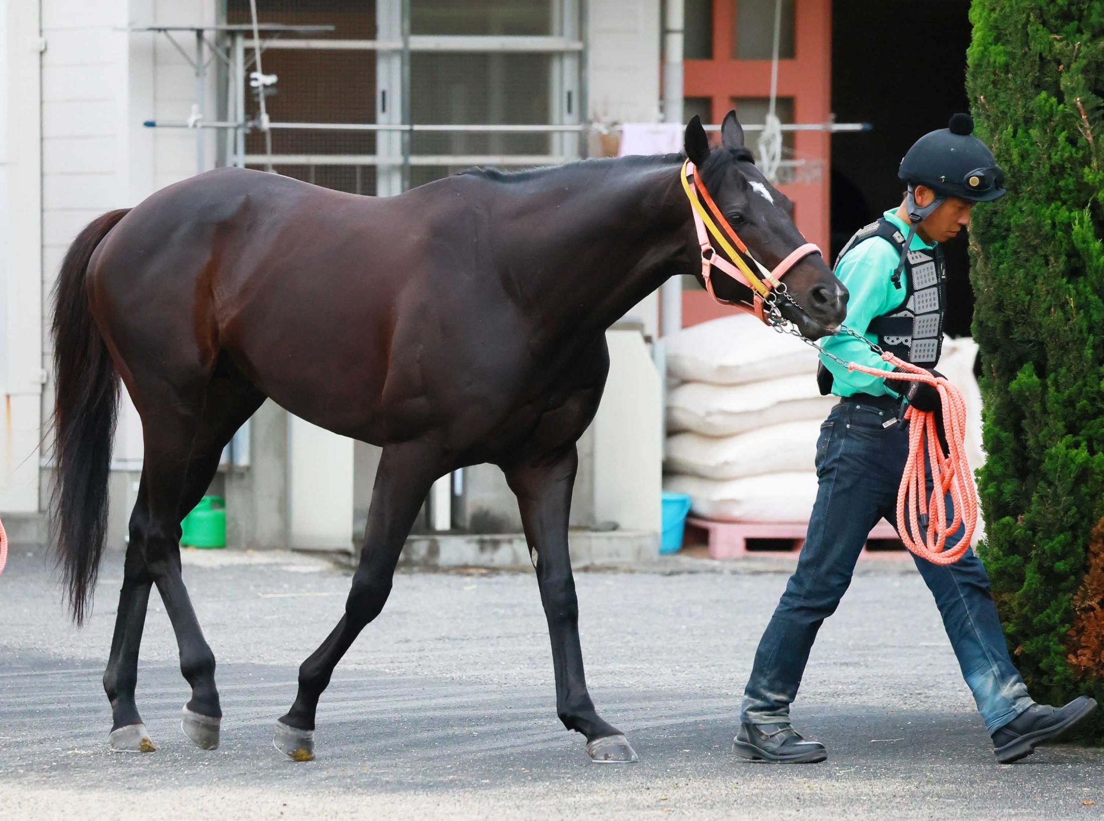 【しらさぎＳ】ショウナンアデイブ　ひと花咲かせる  ７歳でも衰え知らず→距離短縮で新味発揮
