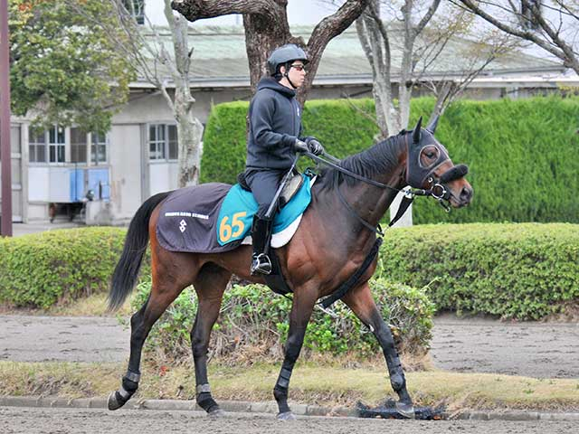 2億円超えのフライトライン産駒 期待高まるショウナンガレオン/関東馬メイクデビュー情報
