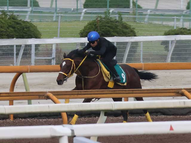 一族にハヤヤッコやソダシ 良血馬ウィモウェは小倉芝1800mで初陣/関西馬メイクデビュー情報