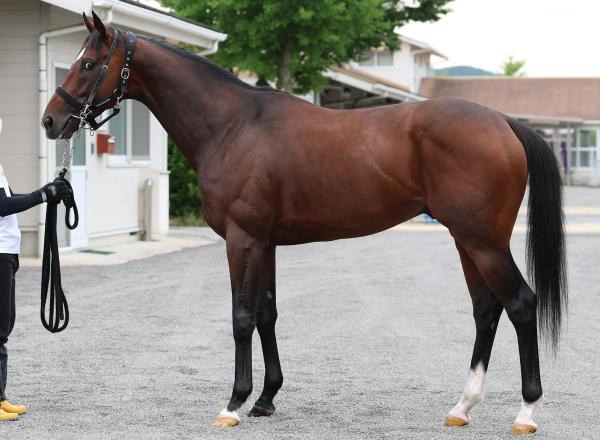 【北九州記念予想】フリッカージャブほか有力馬の馬体をチェック！