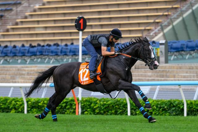 香港遠征明けのシュトラウスはモレイラとコンビ継続で仏ジャックルマロワ賞へ　NF天栄で調整中