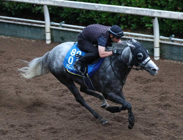 【北九州記念】ヤマニンアルリフラ　好発から連覇へ　斉藤崇師「状態はいい」