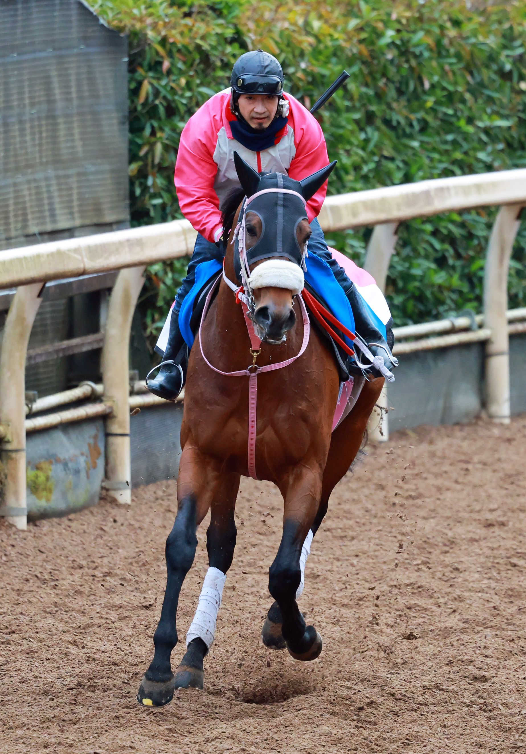 シャマルが地方転厩　かしわ記念連覇など重賞９勝　松下師「長い間よく頑張ってくれました」　移籍先は未定