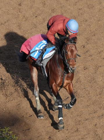 ソンシ引退　ニュージーランドで種牡馬に　今年の阪急杯で重賞初制覇