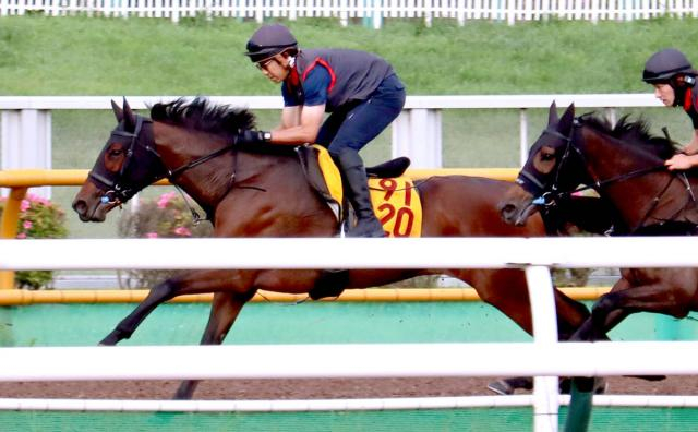 【大沼S】プロミストジーンは馬なりで仕上がり良好　陣営は舞台替わり歓迎「地方で小回りを経験をしているのも大きい」
