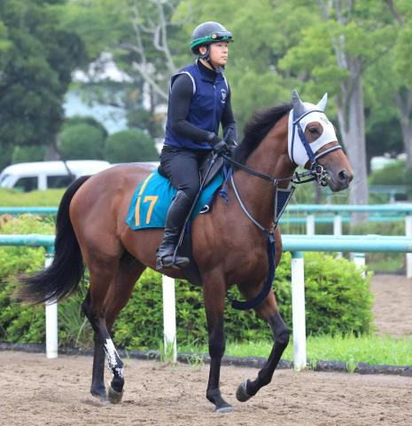 【POG】一族に活躍馬が目立つグルドロッティンは今週福島デビュー　矢嶋調教師は評価「真面目でいい子」