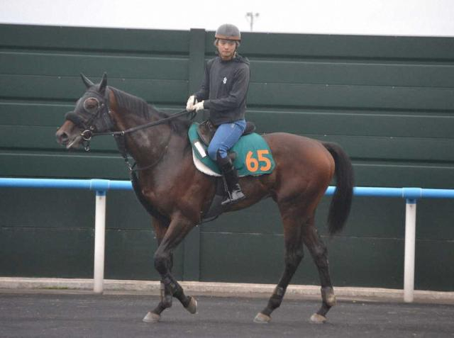 【函館新馬戦】ショウナンガレオン好気配、圧巻の1週前追い初陣V期待