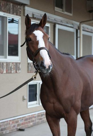 2冠牝馬チェルヴィニアは新潟記念へ　ヴィクトリアマイル16着から巻き返しを図る
