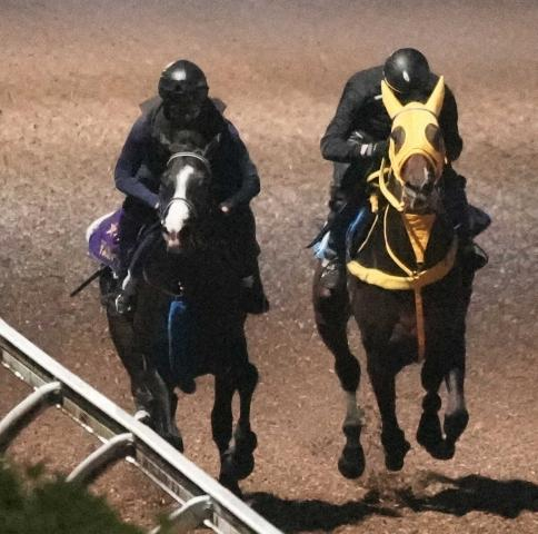 英G1キングジョージ国内最終追い　マスカレードボール&ヴェルテンベルク納得の併せ馬