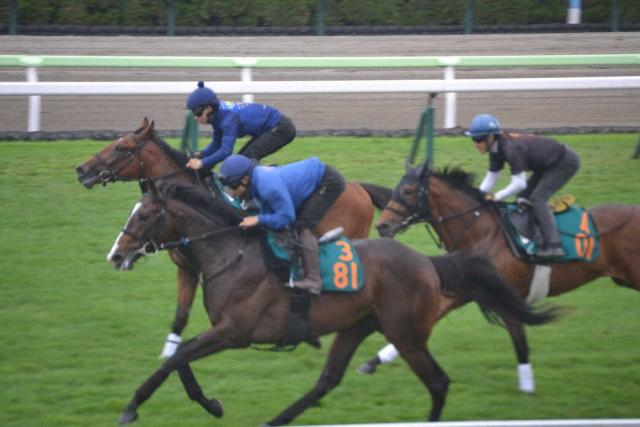 【函館新馬戦】アルデシンザン、初陣V期待　佐々木「いい馬です。走ると思います」
