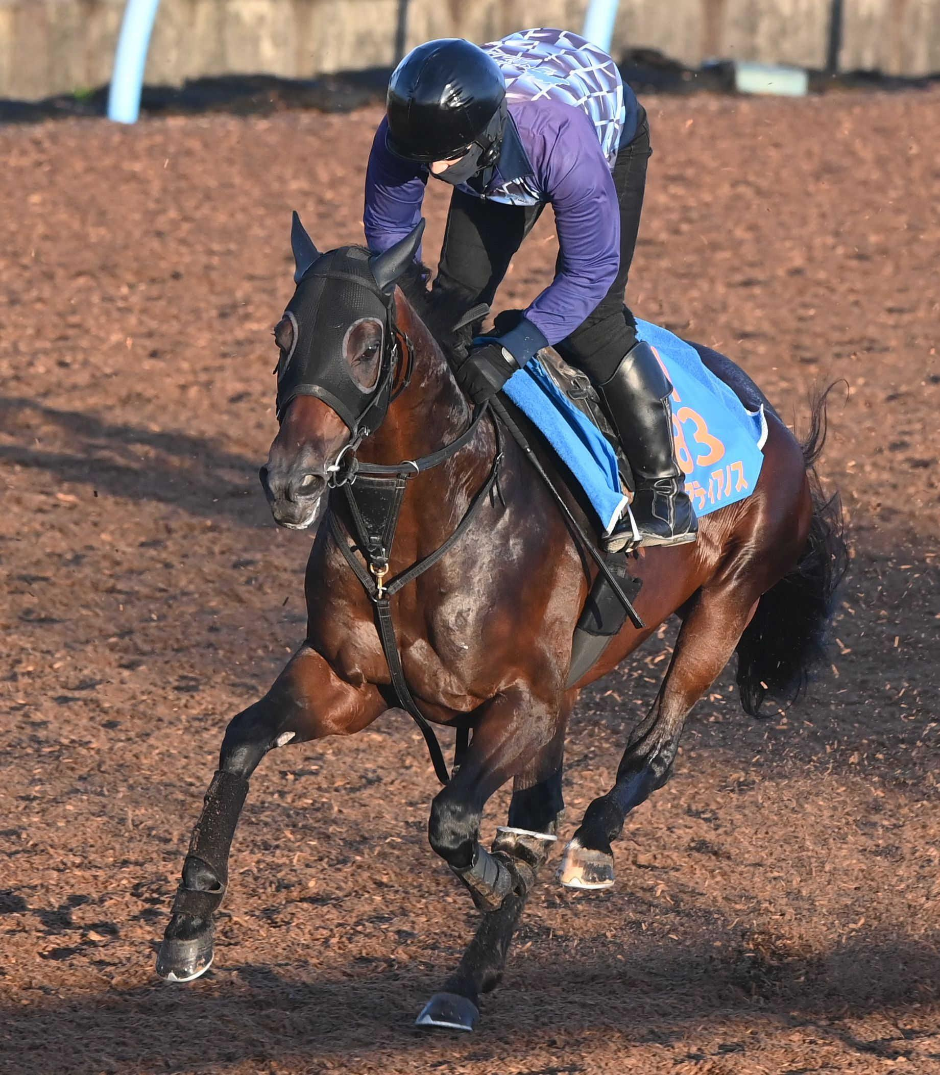 【七夕賞】カラマティアノス　乱れず加速　奥村武師「グンと沈んで走れた」岩田康との初タッグに期待