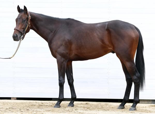【函館2歳S予想】ロンドンガーズほか有力馬の馬体をチェック！