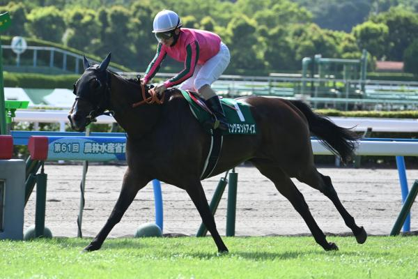【小倉記念予想】タフな馬場では差し馬有利のトラックバイアス