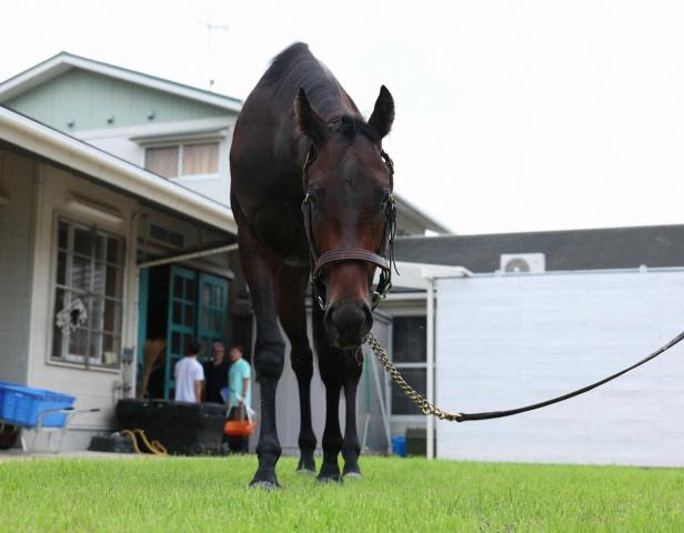 【函館2歳S】ロンドンガーズ　楽しみ潜在能力　平井助手「勝てるだけのポテンシャルある」
