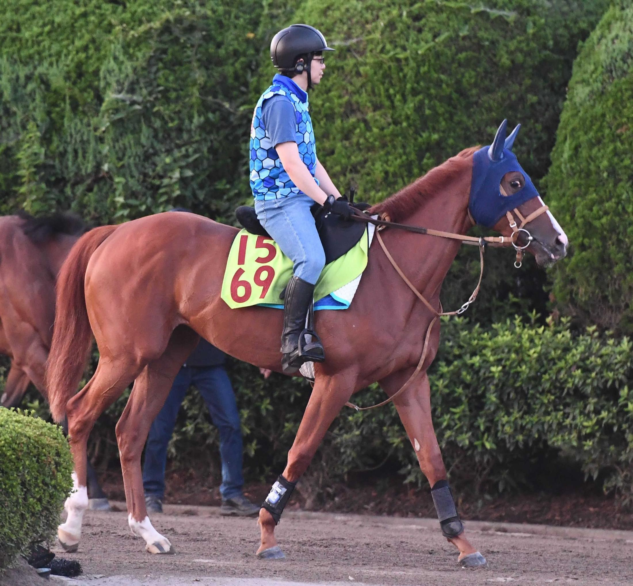 【新馬戦】シルクドマルス　圧巻の１週前　国枝助手「もともといい素材ですけど、余裕で動けていますし」