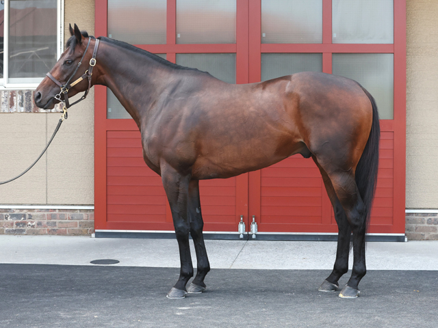 【関屋記念予想】エルトンバローズほか有力馬の馬体をチェック！