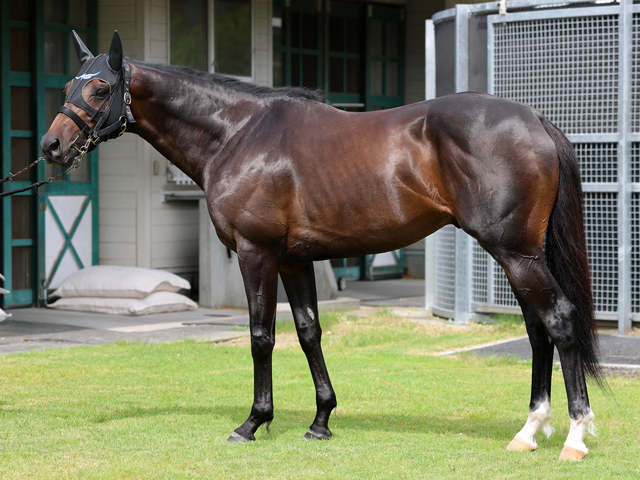 【東海S予想】ドンインザムードほか有力馬の馬体をチェック！