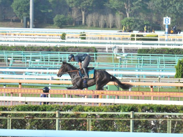 リバティアイランドの半弟ダノンダックス 田中博師「ポテンシャルの高さは感じる」/関東馬メイクデビュー情報