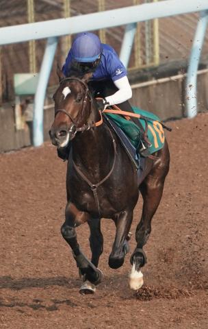 【新潟新馬戦】超良血ダックス　ダノン軍団の“エース候補”だ!　田中博師「トモの踏み込みが凄い」