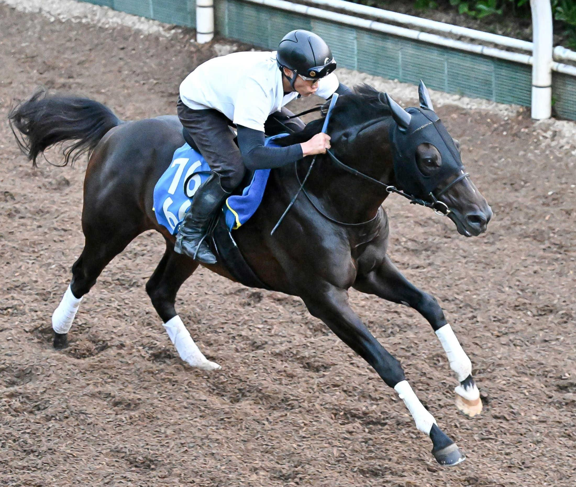 【関屋記念】ファーヴェント　逆襲へ万全　１０回目の挑戦で悲願のタイトル奪取へ　陣営も納得「いい動き」